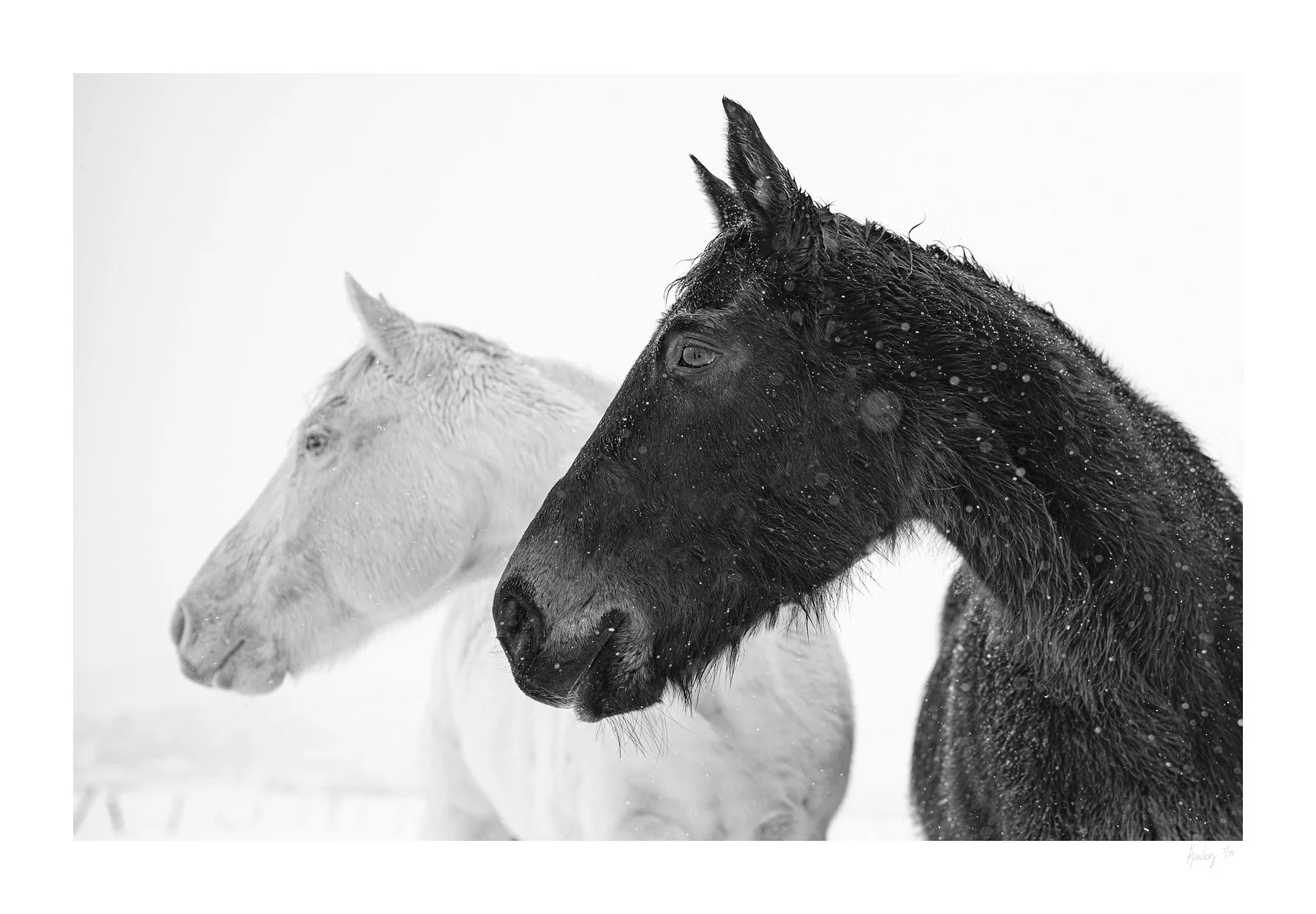 Shadow | Photography (limited edition of 35) in white frame | 42" x 58" | $3000