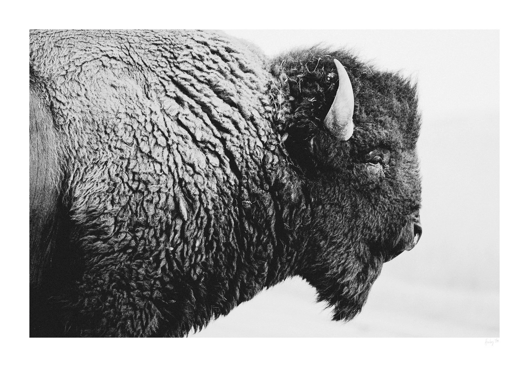 Stumptown | Photography (limited edition of 35) in white frame  | 42" x 58" | $3000 (other sizes available- inquire if interested)