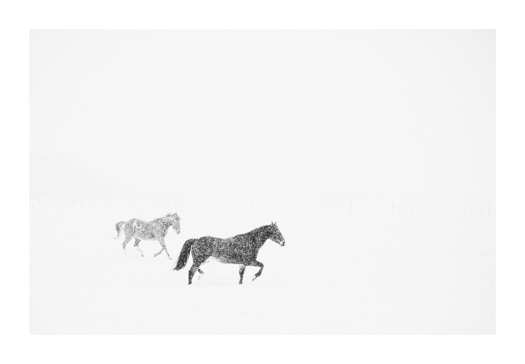 Duet | Photography (limited edition of 35) in white frame  | 42" x 58" | $3000