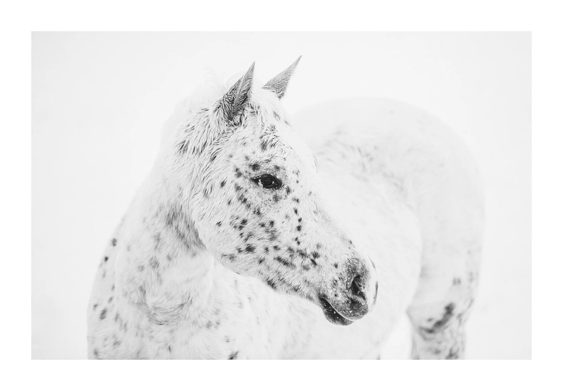 Freckles | Photography (limited edition of 35) in white frame  | 42" x 58"  | $3000
