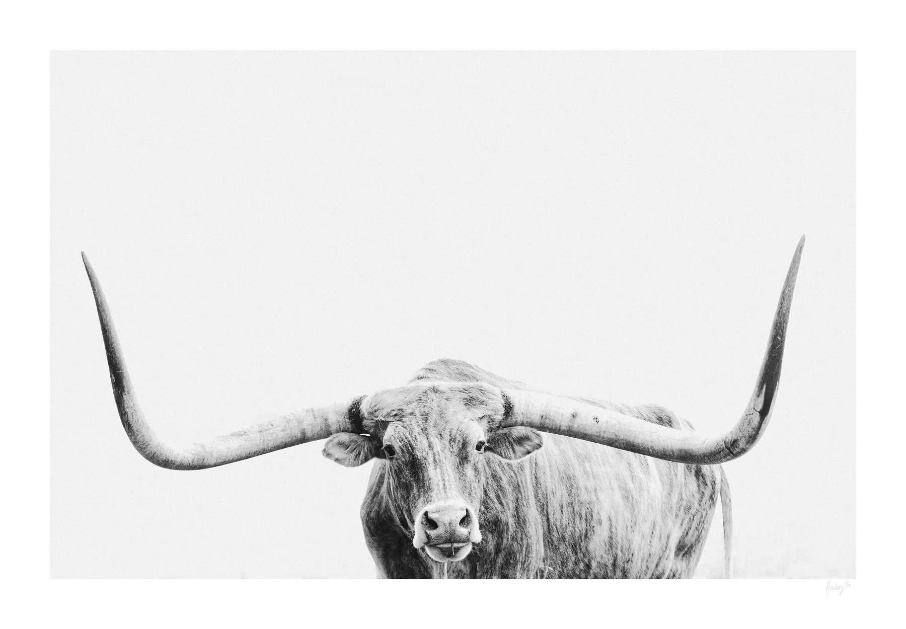 Longhorn | Photography (limited edition of 35) in white frame | 42" x 58"  | $3000