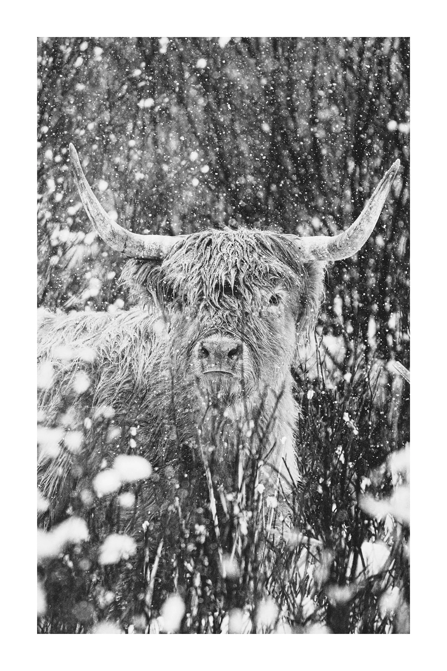 Winston | Photography (limited edition of 35) in white frame  | 42" x 58" | $3000