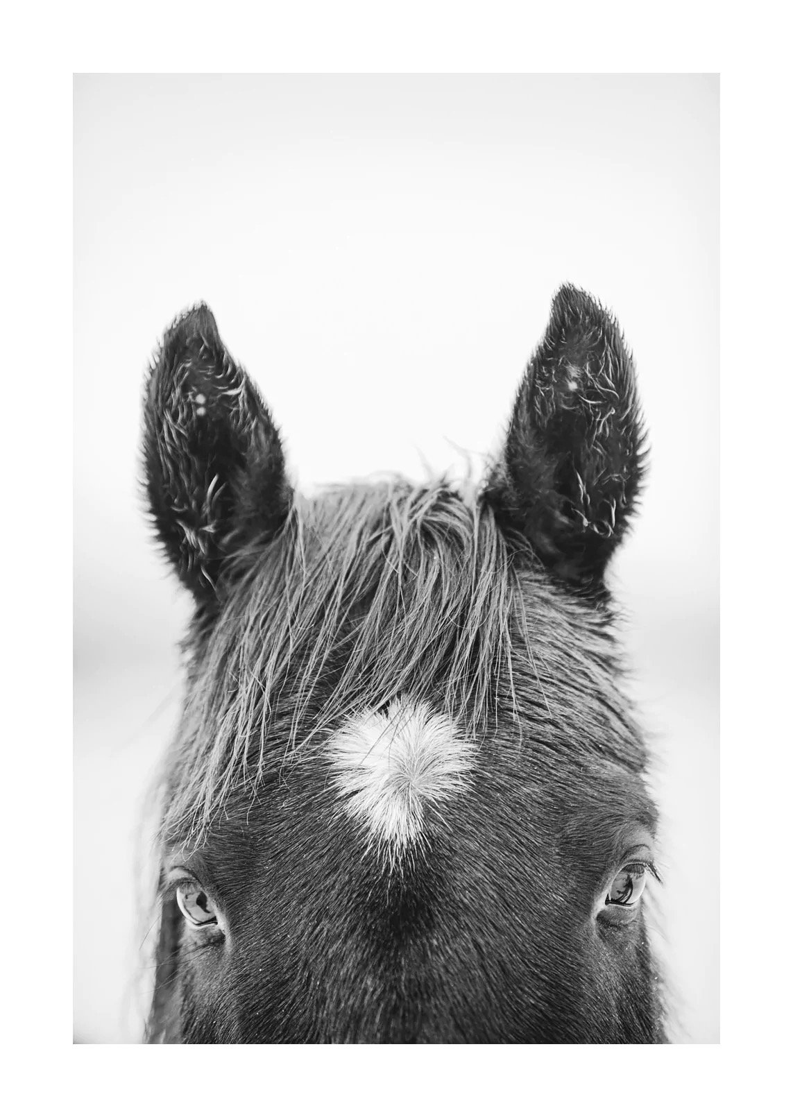 Star | Photography (limited edition of 35) in white frame | 42" x 58"  | $3000