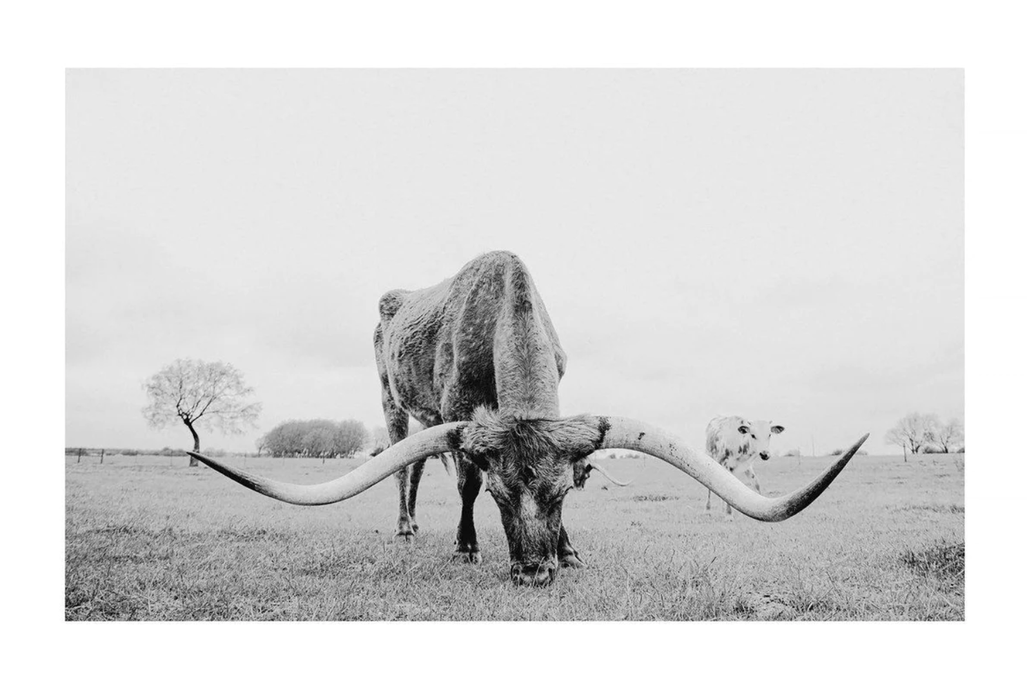 The Bow | Photography (limited edition of 35) in custom white frame with museum quality glass  | 42" x 58"  | $3000