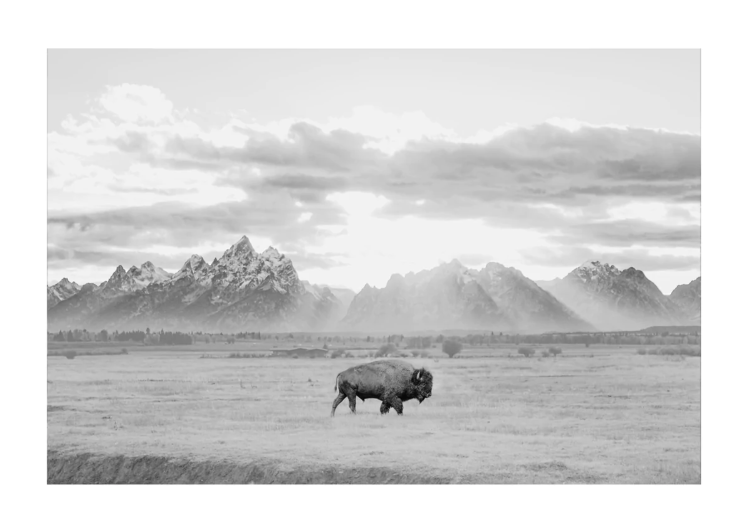 Solace | Photography (limited edition of 35) in custom white frame with museum quality glass  | 42" x 58"  | $3000