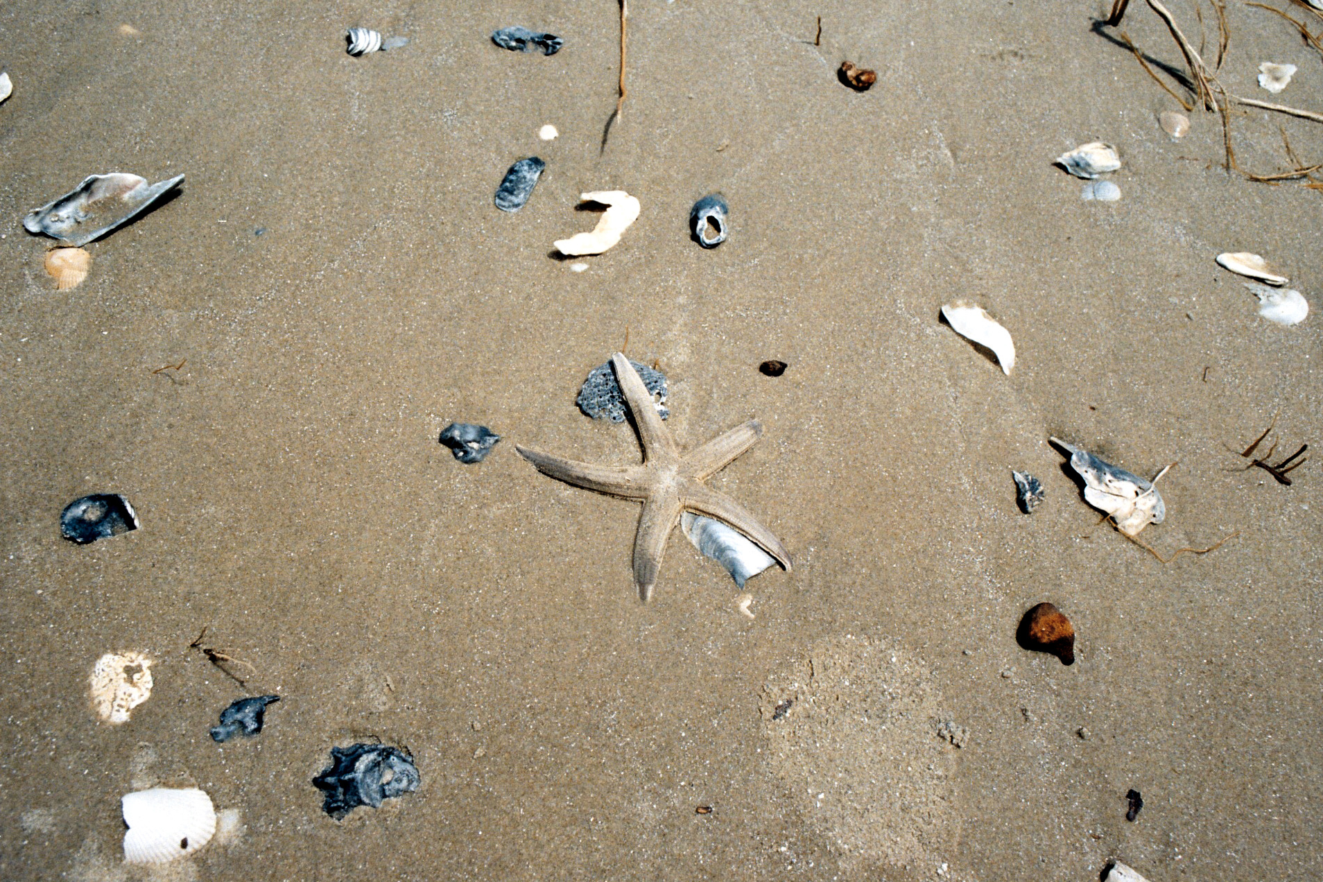   35mm    Edisto Island, SC  