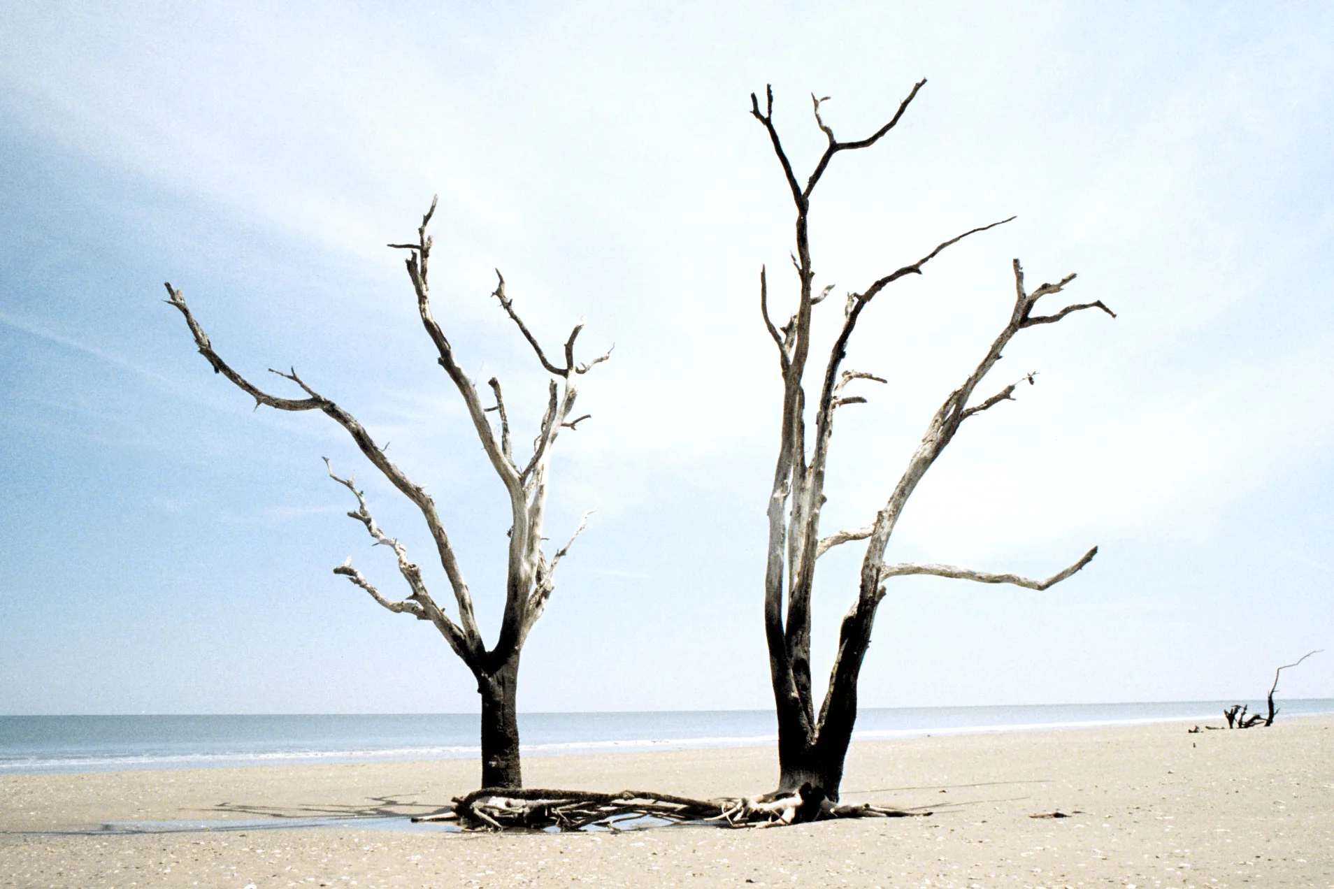   35mm    Edisto Island, SC  