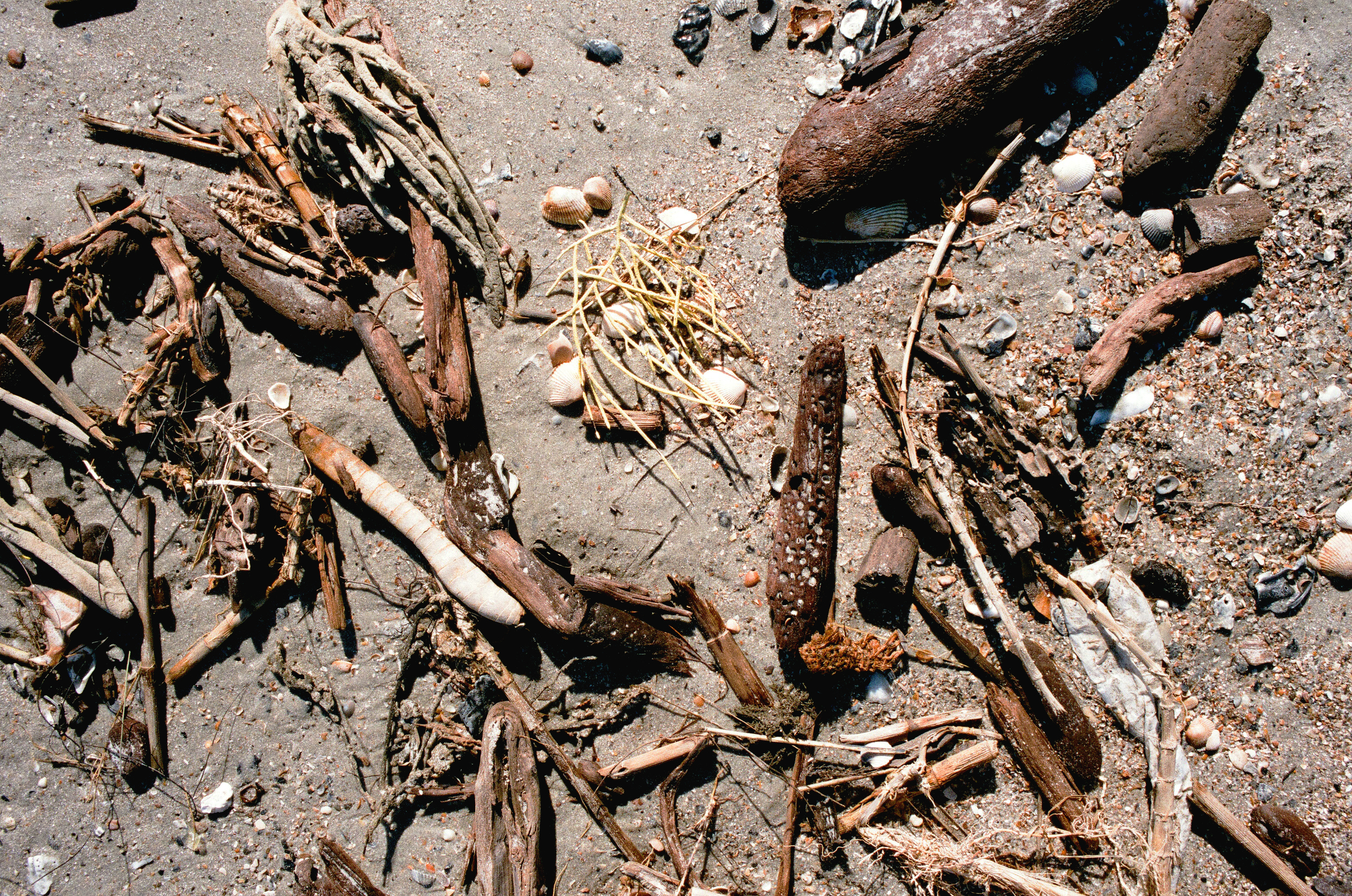   35mm    Edisto Island, SC  