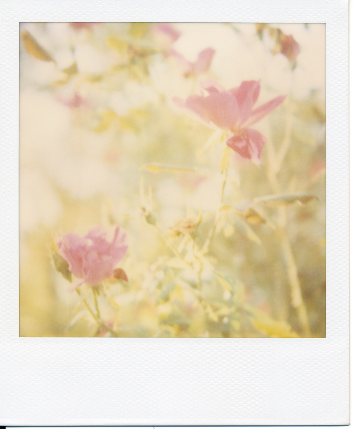 Polaroid (5)final.jpg