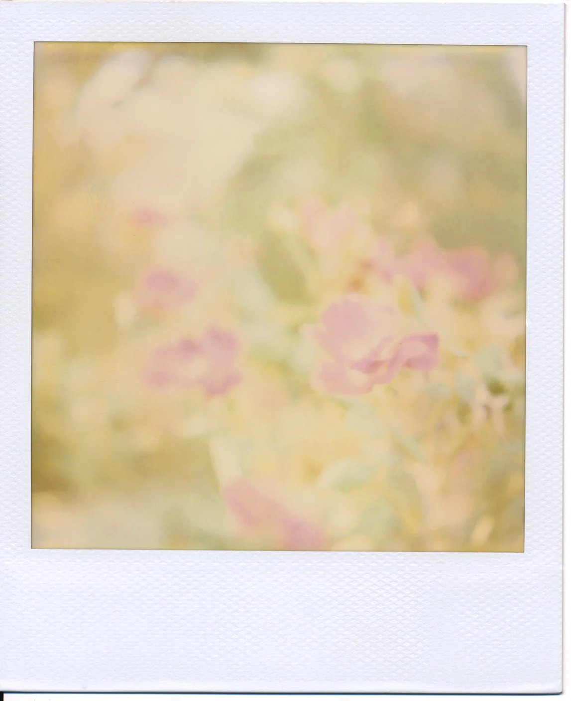 Polaroid (4)final.jpg