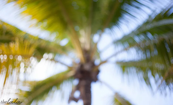 Spring Break Summer Vacation Palm Trees Sunny .jpg