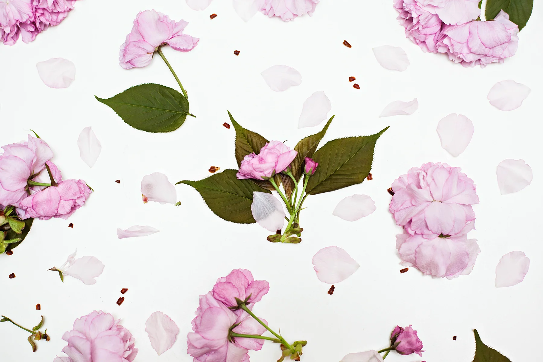 Blossoms_2s.jpg