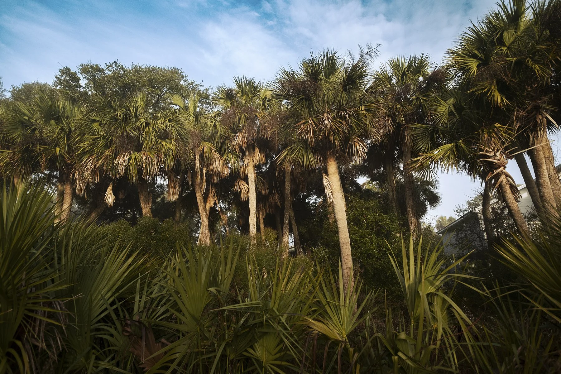 EdistoIsland_KristenMBryant2024_6.jpg