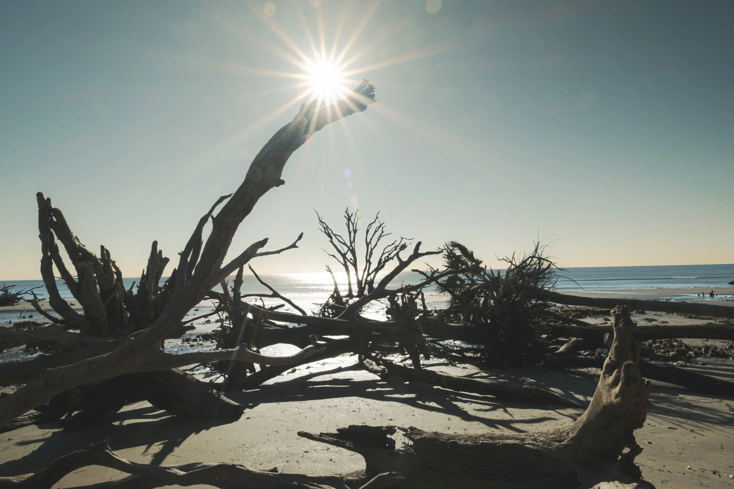 EdistoIsland_KristenMBryant2024_BotanyBay_8.jpg