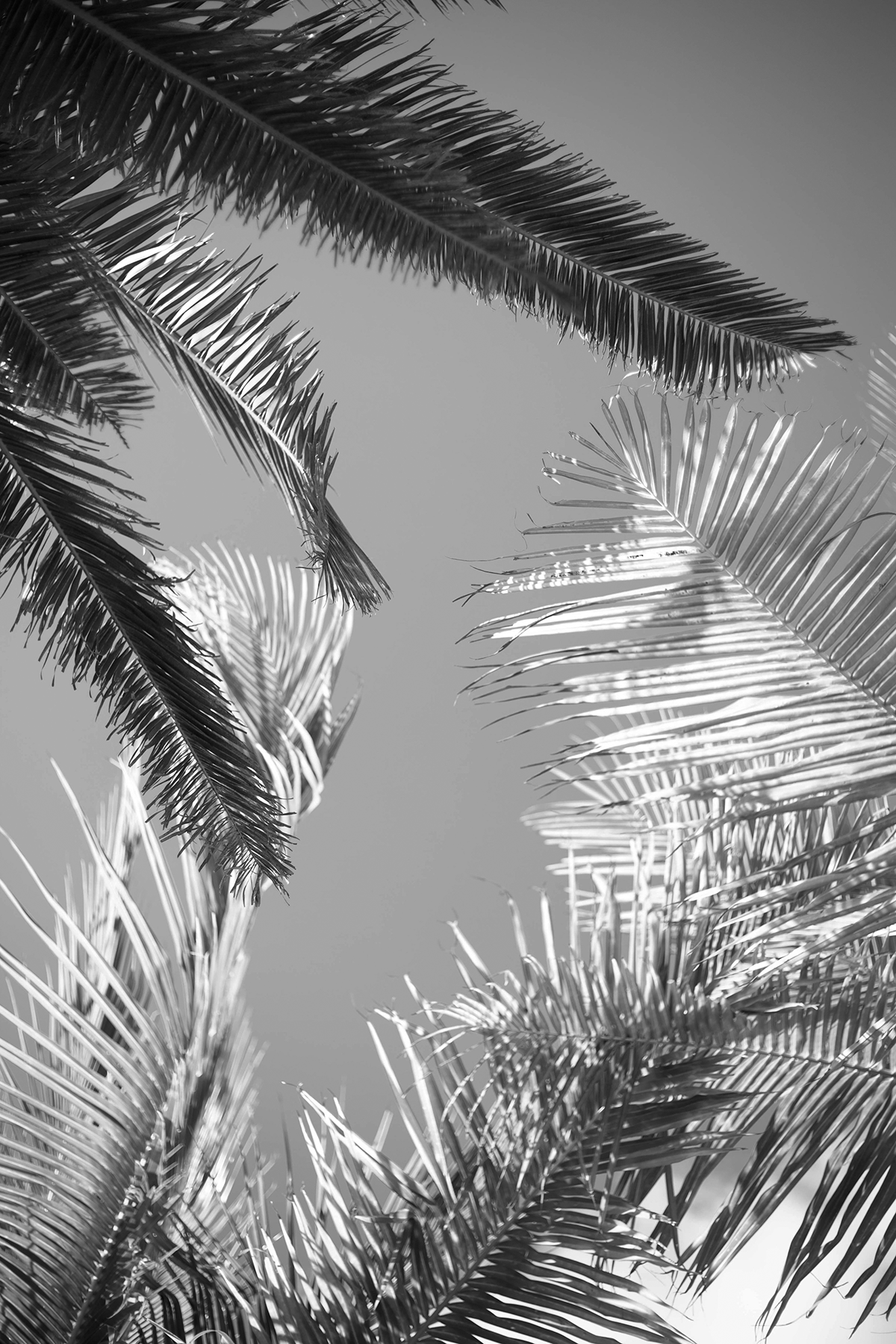 TheBlueParrot_EdistoBeach_KristenMBryant_2024_4.png
