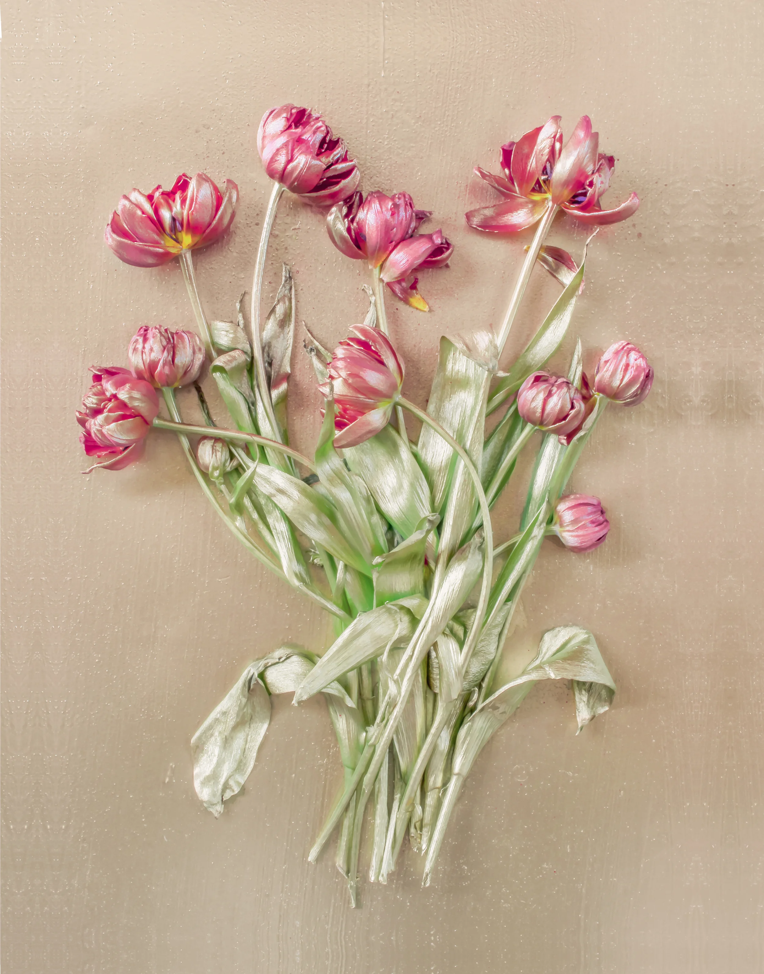 Shiniest tulips 4 Q.jpg