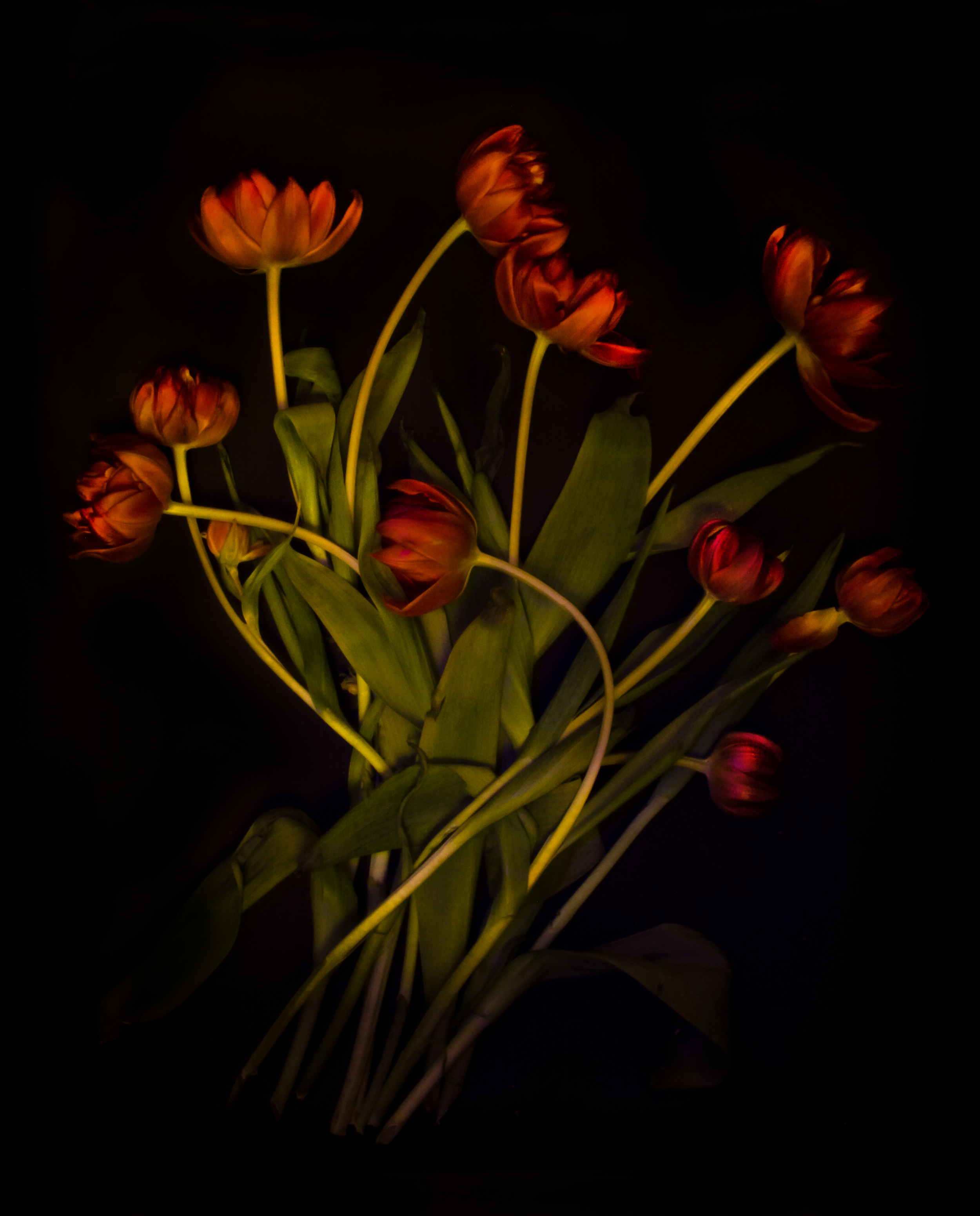 classical red tulip on black.JPEG