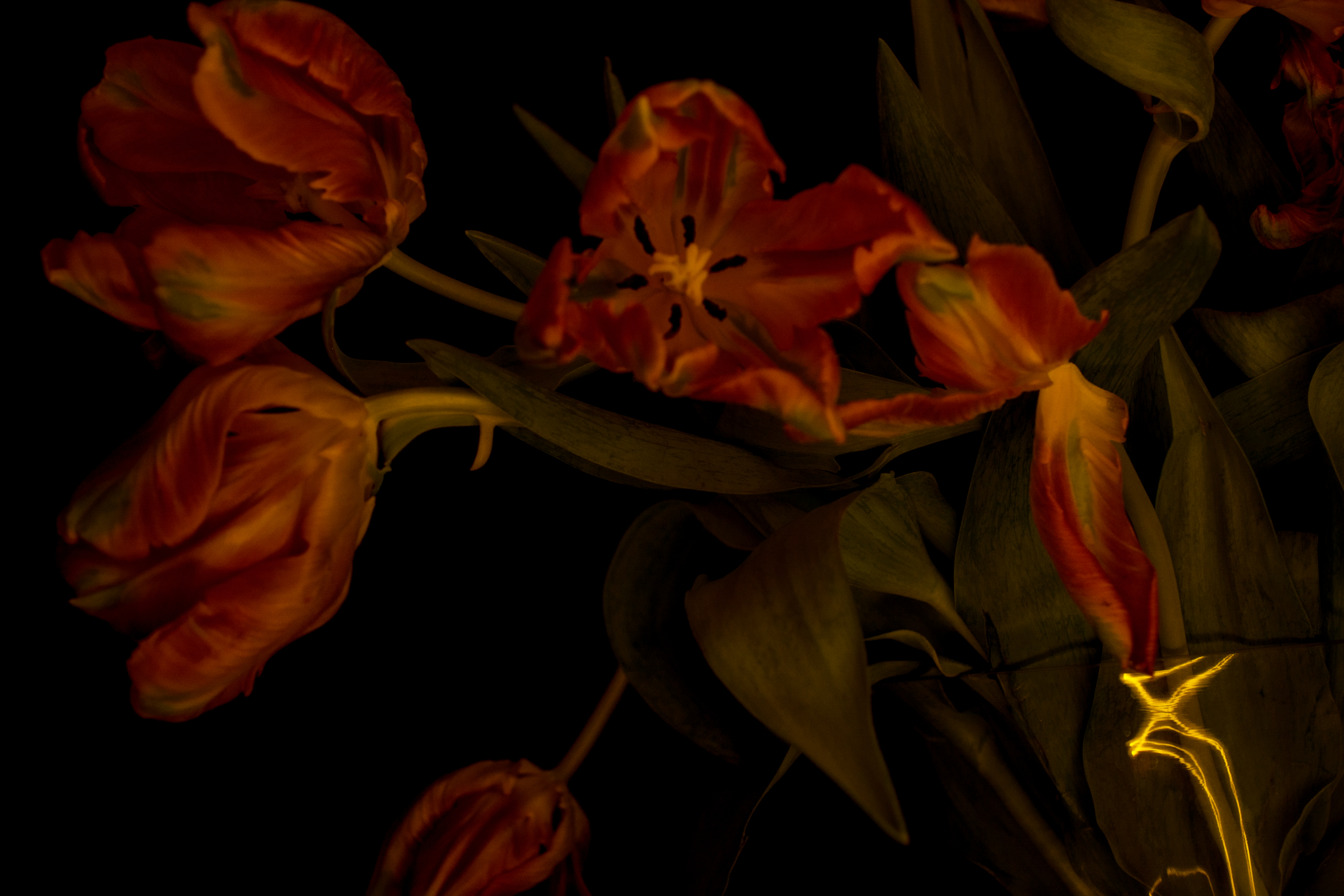 DSC_0377closeu[ copy.JPEG