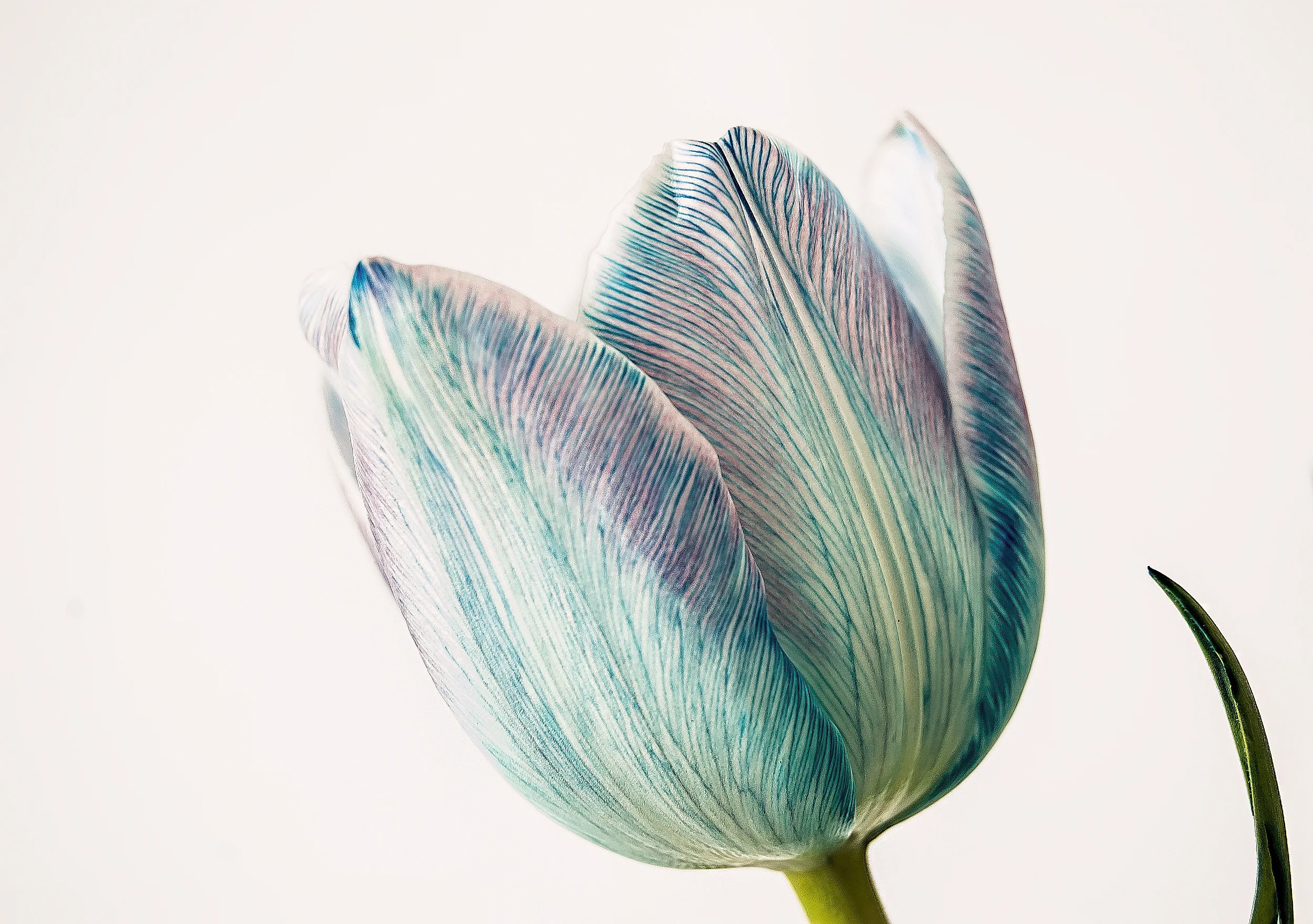 dyed tulip blue.jpg