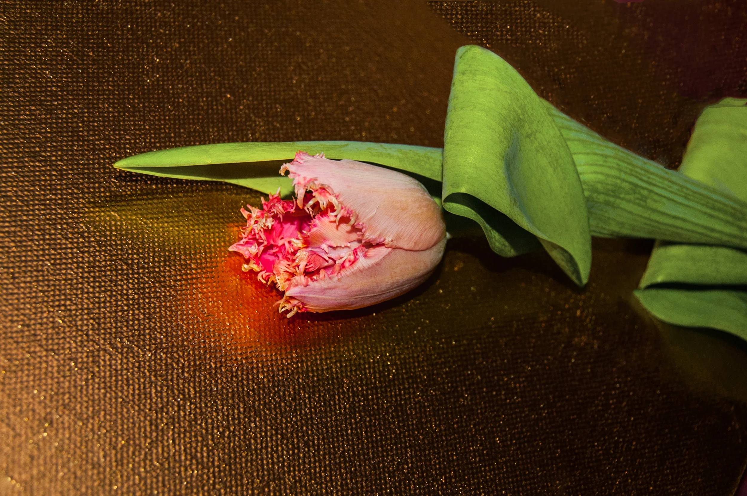 Tulip on gold canvass_edited-2.JPEG