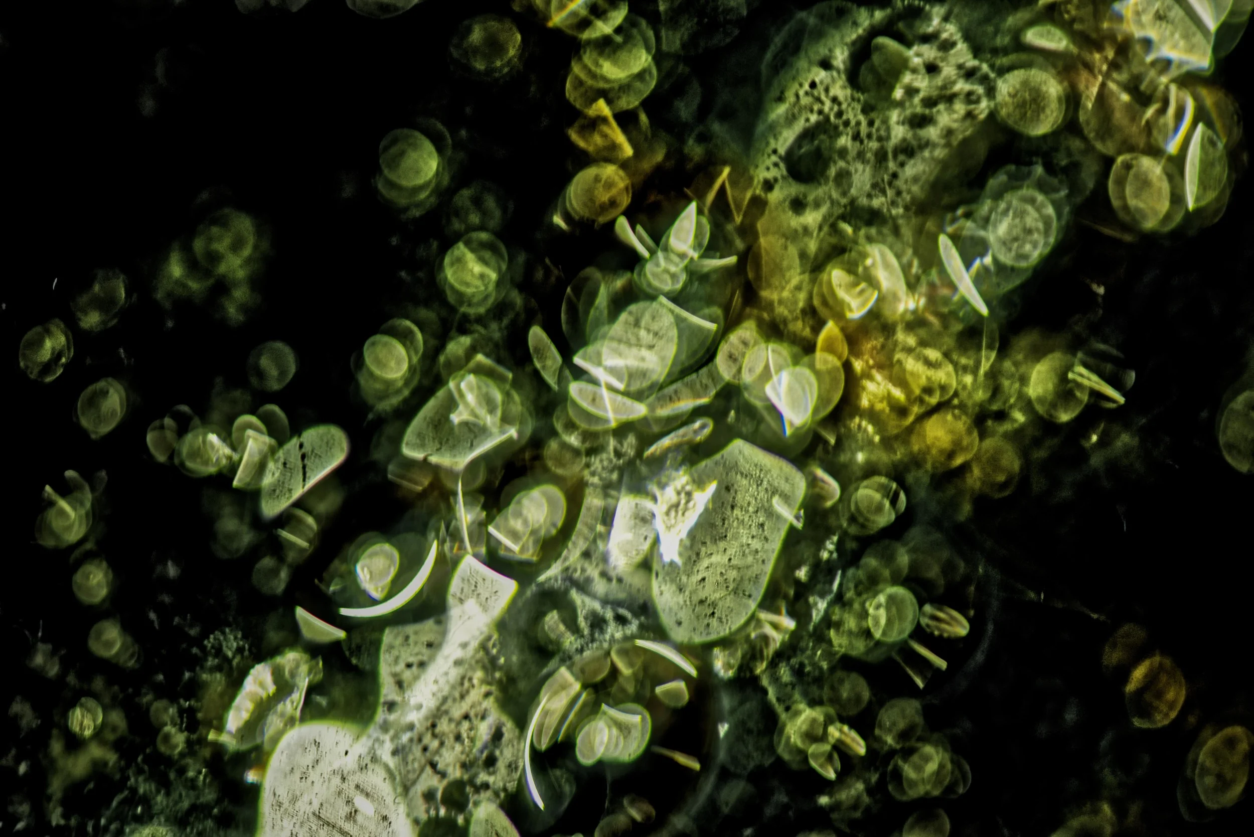 TMO_2799_DxObottle.JPG