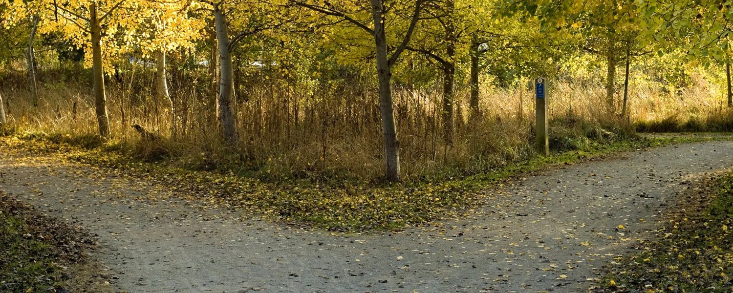 Discernment Web_banner.jpg