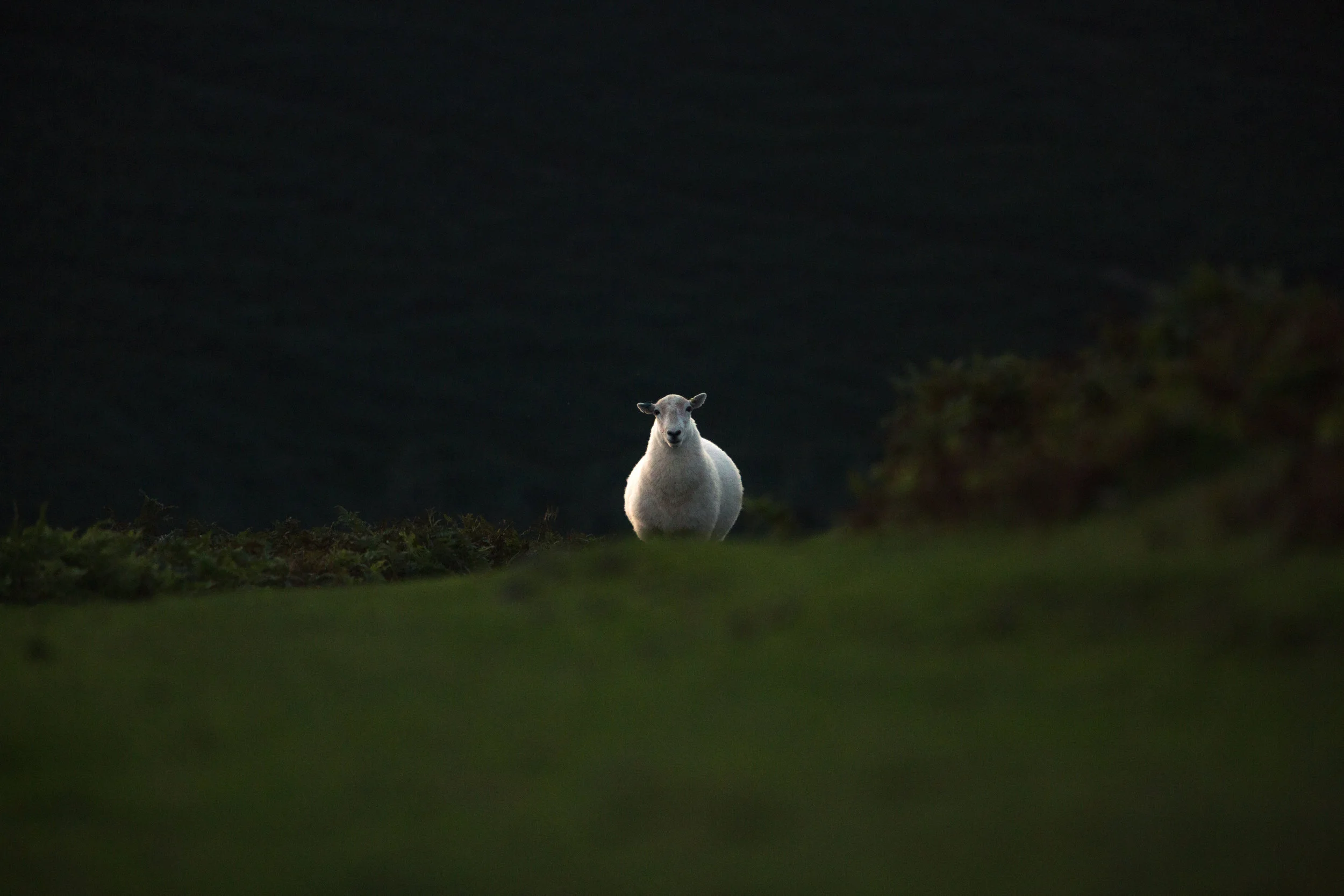 Monday of the Second Week in Advent