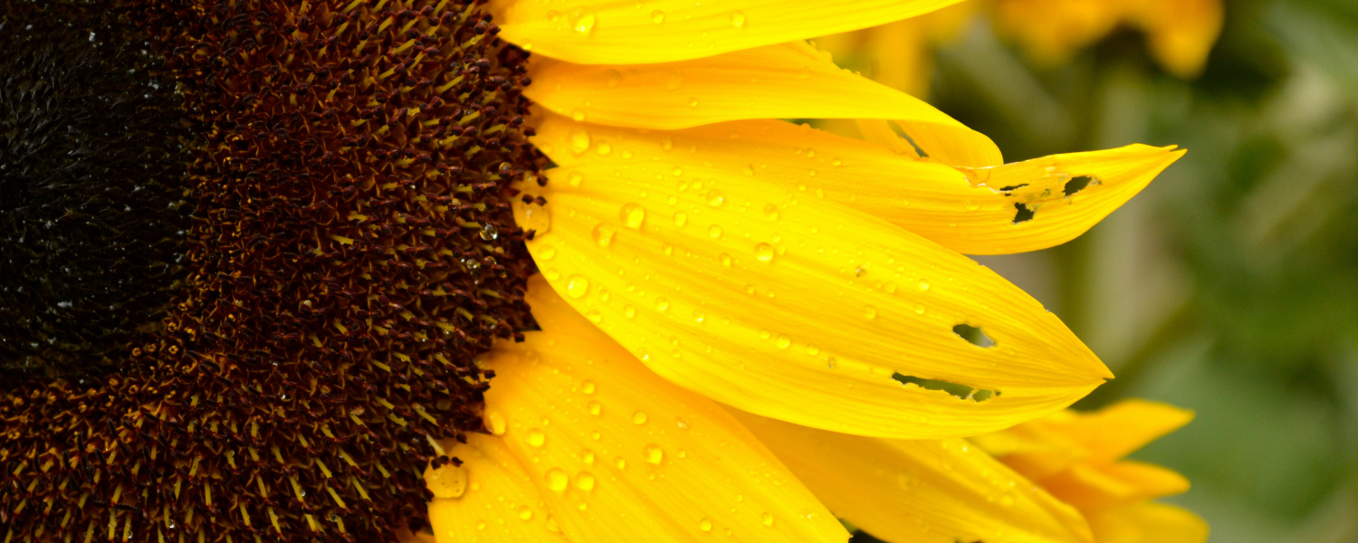 Wednesday of the Third Week of Advent