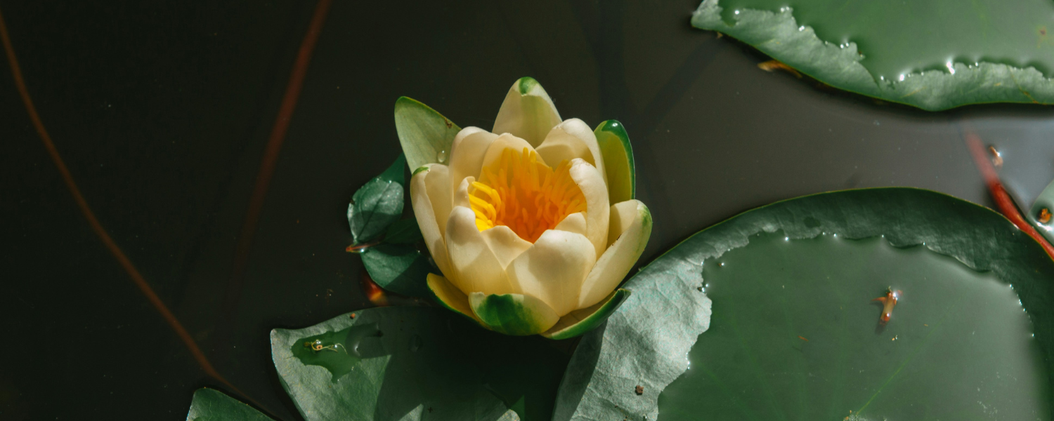 Memorial of Saints Basil the Great and Gregory Nazianzen, Bishops and Doctors of the Church