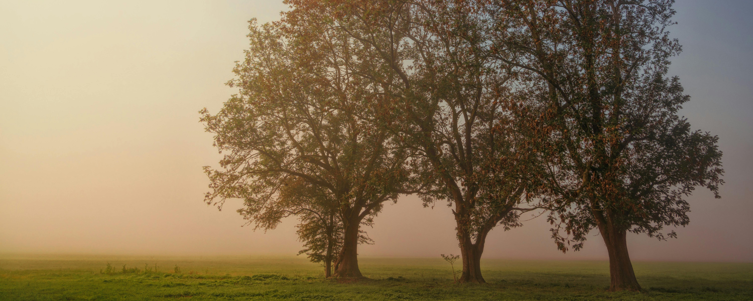 Fourth Sunday of Lent 