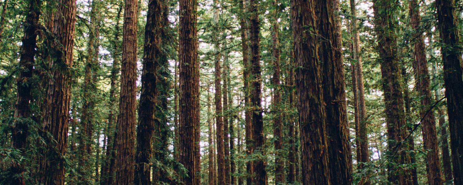 Monday of the Fifth Week of Lent