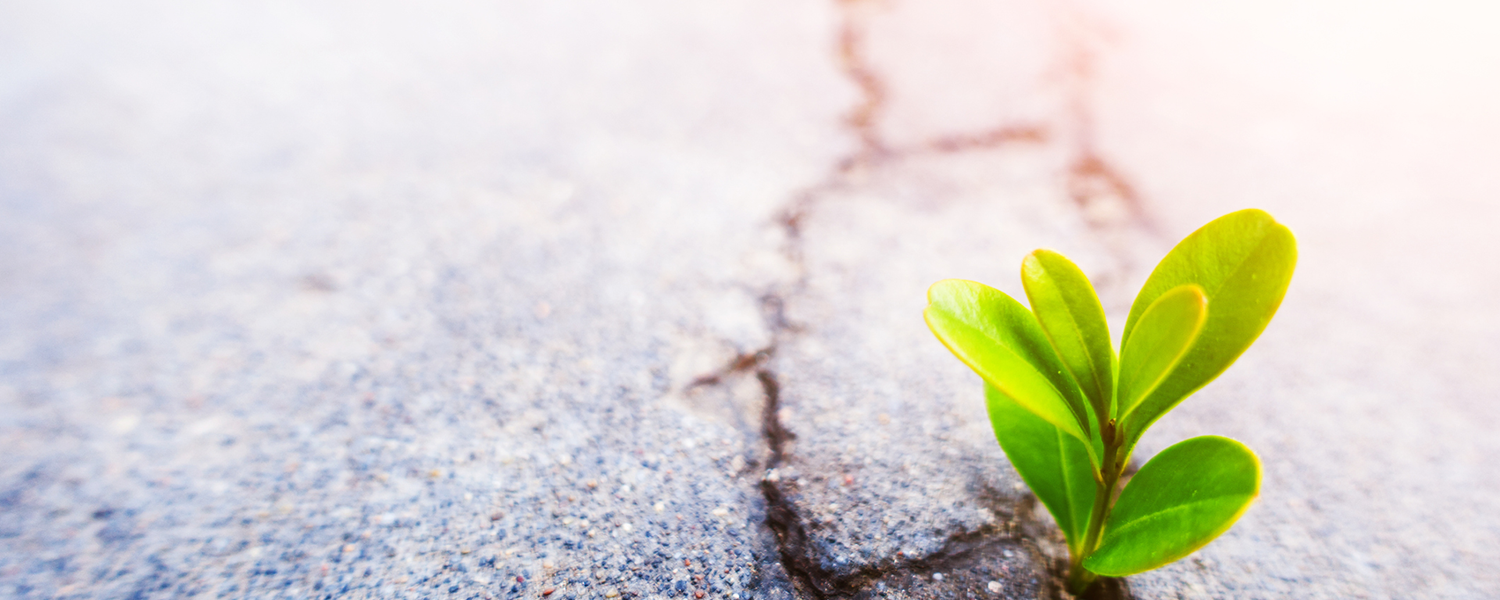 The Resurrection of the Lord: Easter Sunday