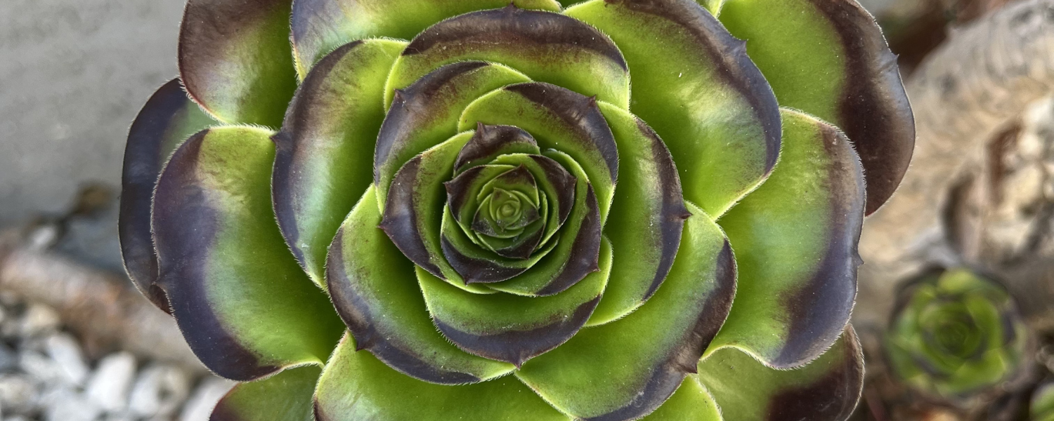 Saturday in the Octave of Easter