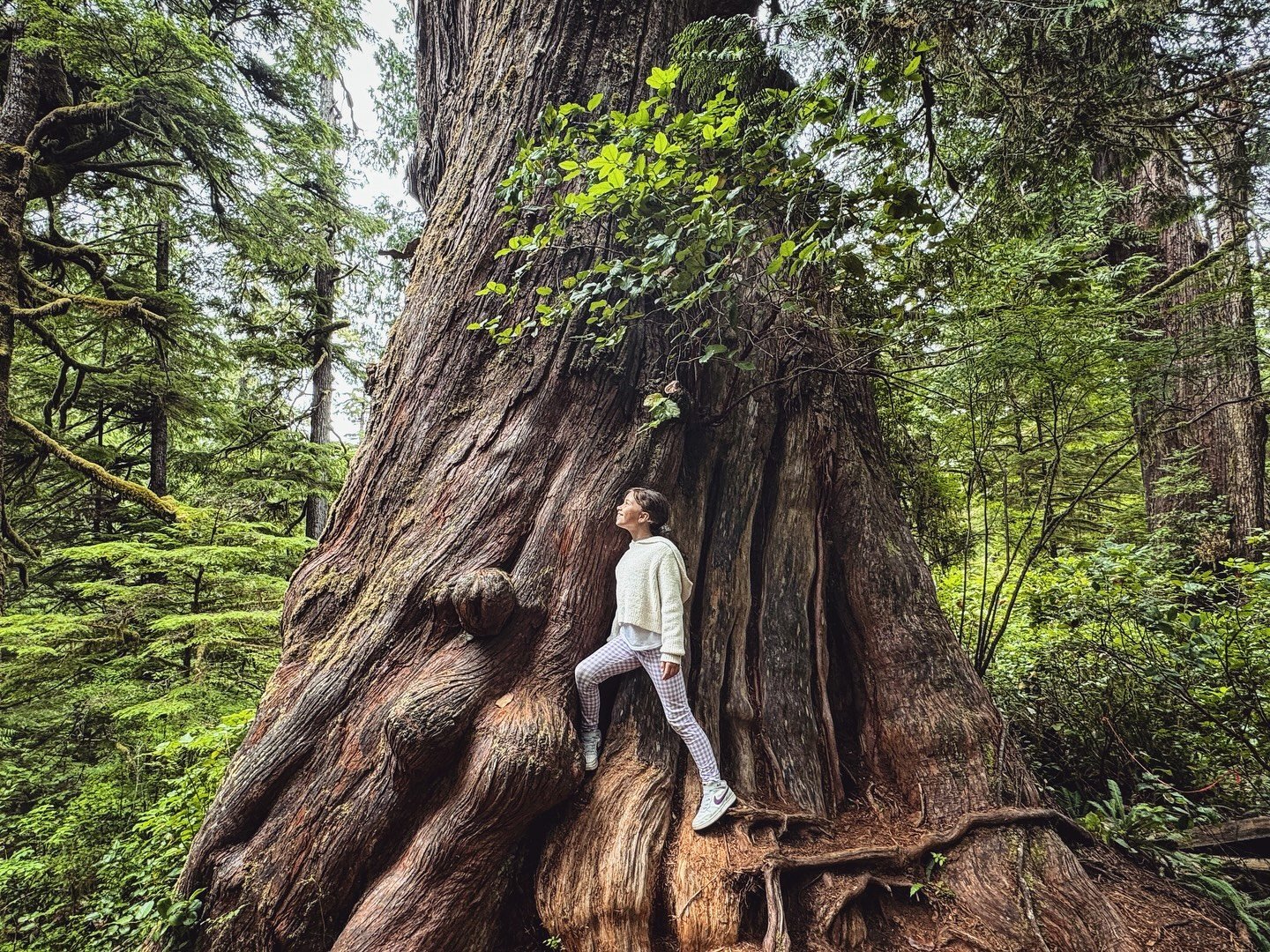 Tofino has the trees