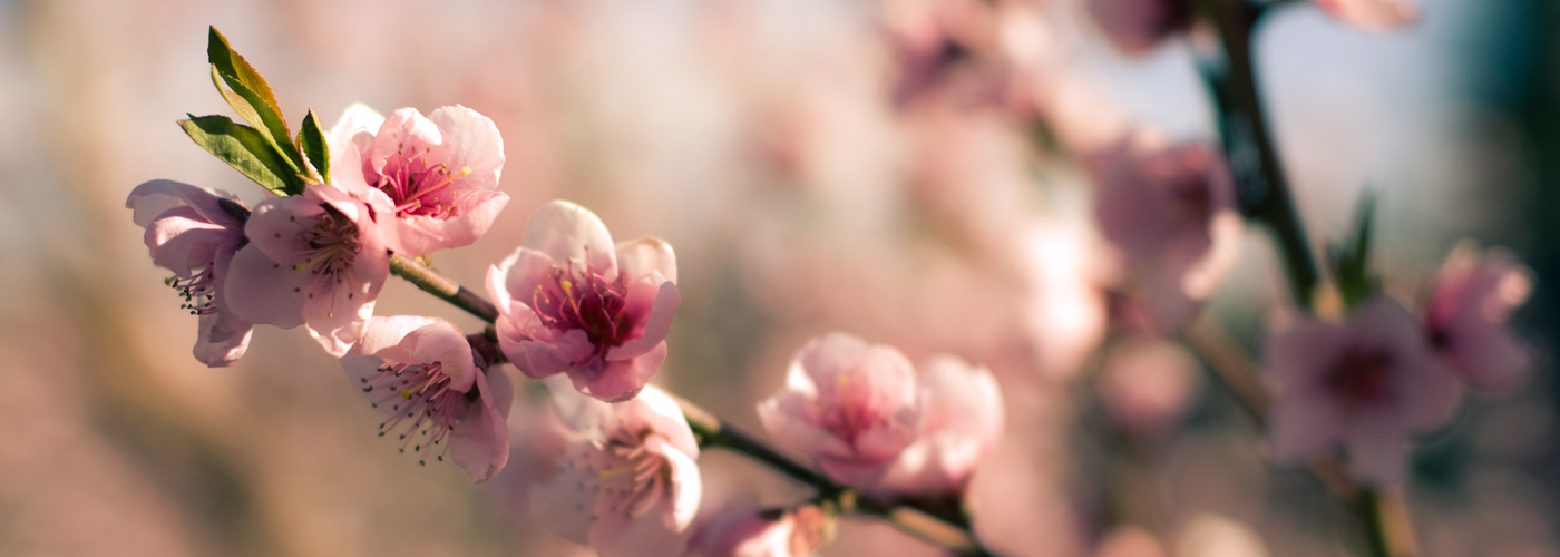blossom_banner.jpg