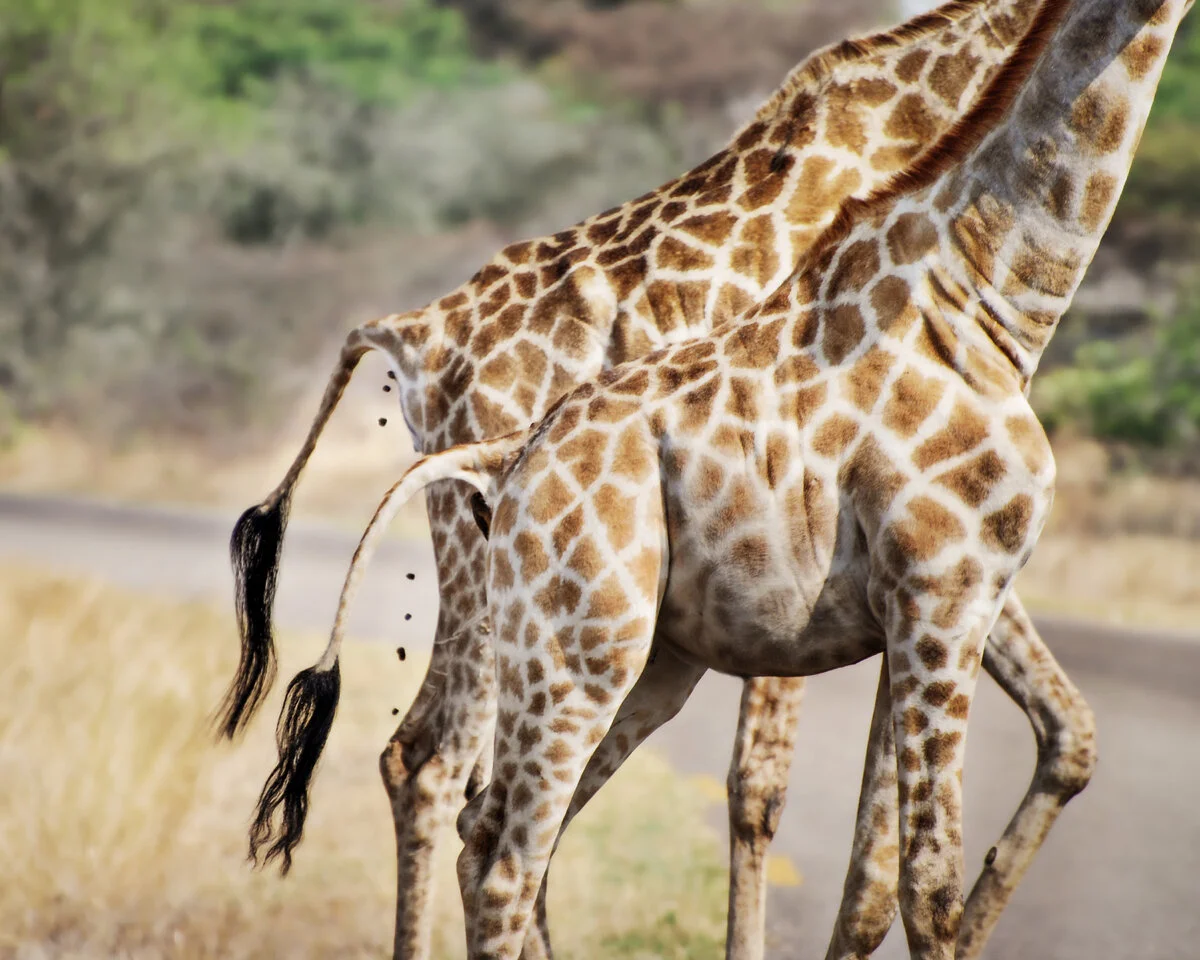 PoopingGiraffes_24x30.jpg