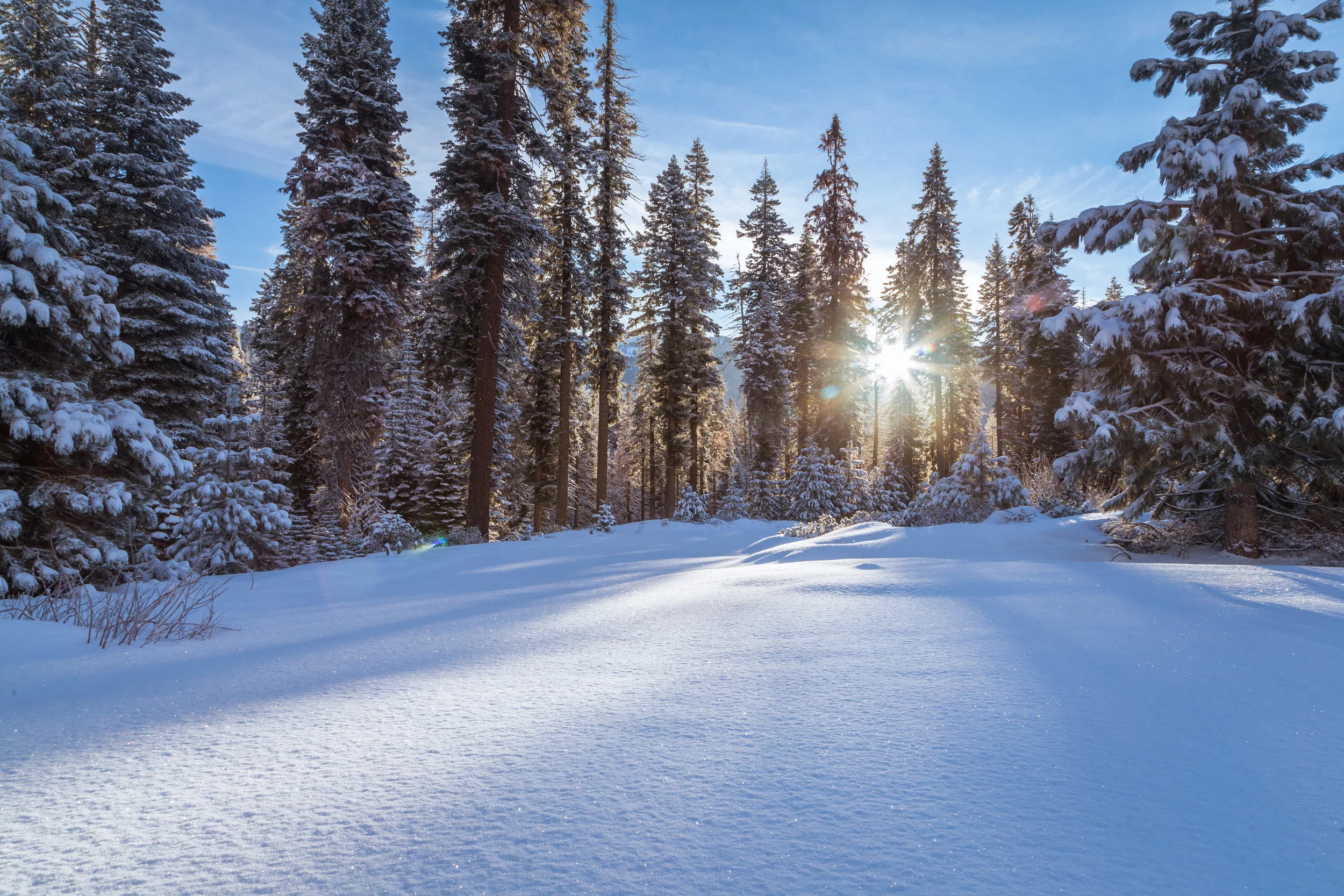 Sequioa_snow_morning.jpg