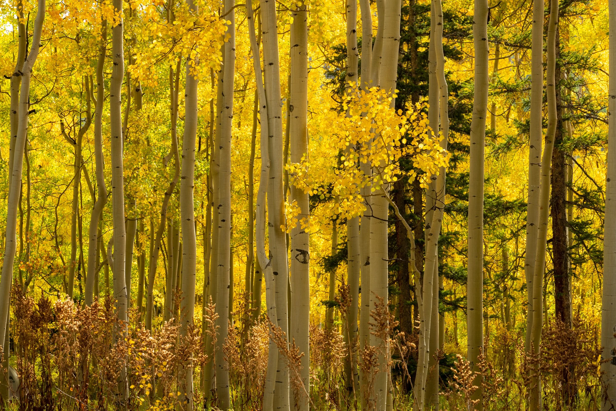 _MBP3786-HDR.jpg