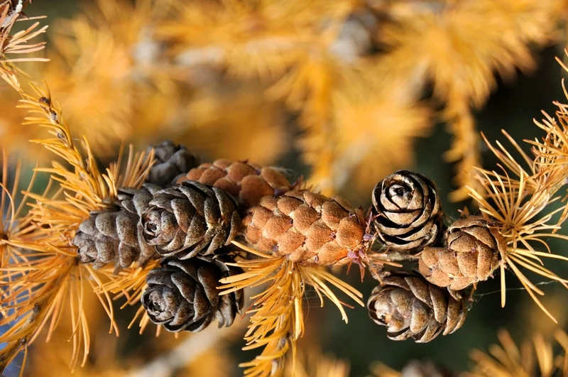 tamarack bough in fall.jpg