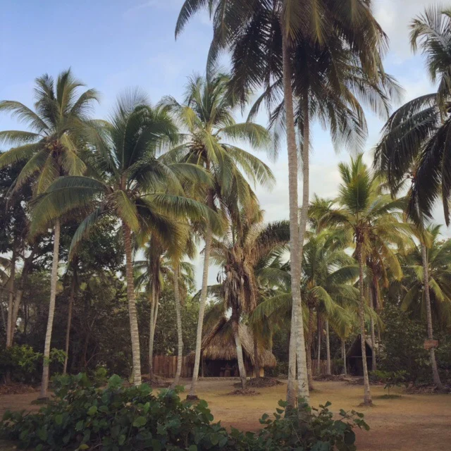 Cabanas set amidst the palm trees at La Sirena eco lodge in Palomino, Colombia