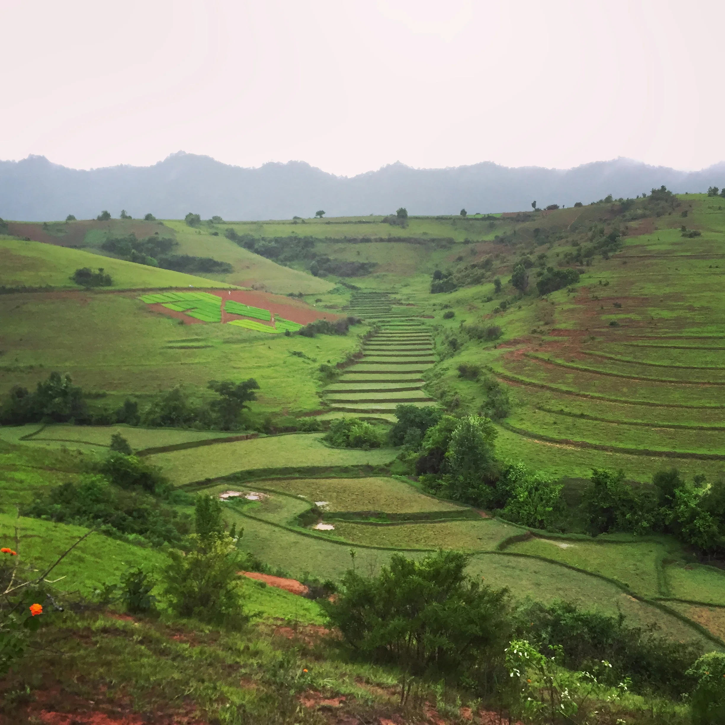 The Grass is Always Greener (and other clichés about life)