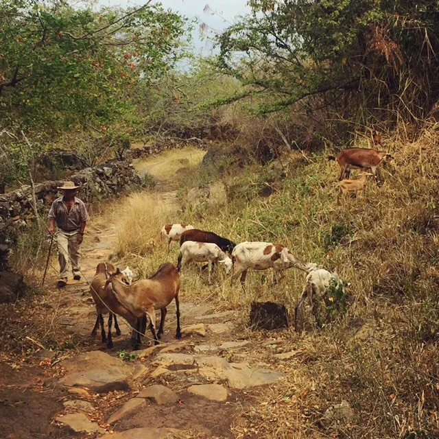 Goats! The local specialty of Guane