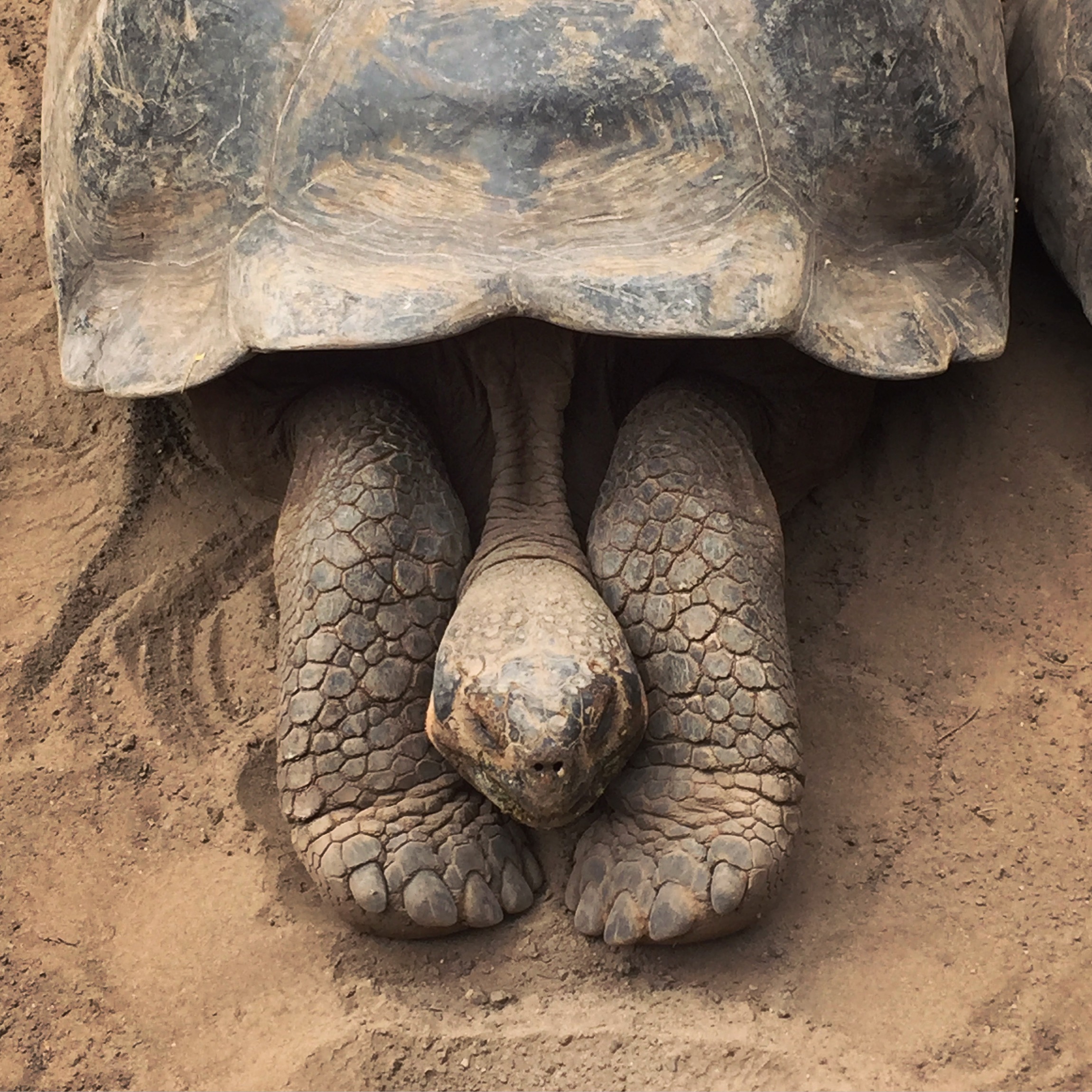 A cute lil' tortoise at the Centro de Crianza de Tortugas on Isla Isabela