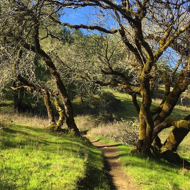 Love the green (although can we please have some rain?) #marin #inmarin #marincounty #hiking #fairfax #california #hike #trail #nature #beautifulplaces #green #liveauthentic #exploretocreate #trees #beauty