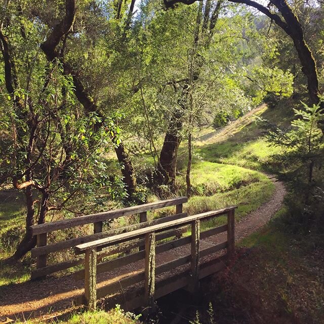 A bridge along a trail in Fairfax🌿 #hiking #trail #nature #woods #forest #marincounty #inmarin #visitmarin #hike #beautifulday #prettyplaces #exploring #liveauthentic #seetheworld