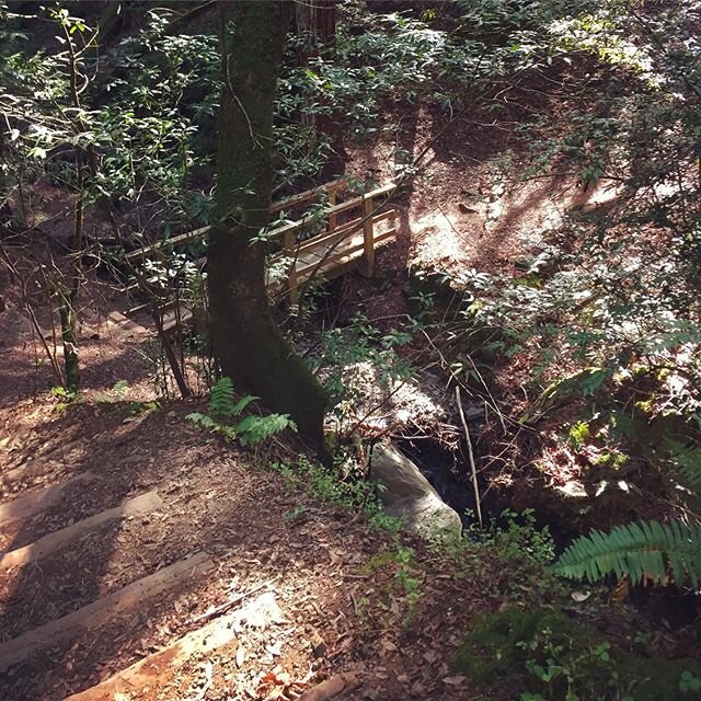 Along Bill Williams Creek #hiking #inmarin #hike #trail #visitmarin #marincounty #nature #exploring #seetheworld #exploretocreate