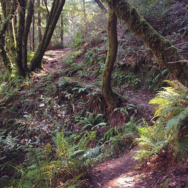 A lovely little trail in Marin🌿 #marincounty #visitmarin #inmarin #hiking #hike #trail #nature #exploring #seetheworld #exploretocreate