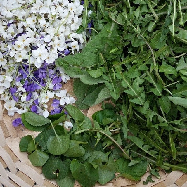A basket full of wildcrafted Mullein, Dandelion. and Violet leaves and flowers.