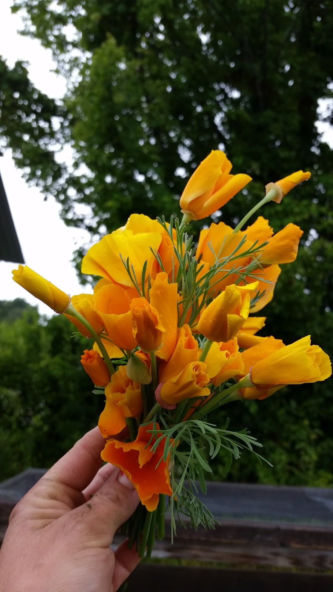 20150718_092743.jpg