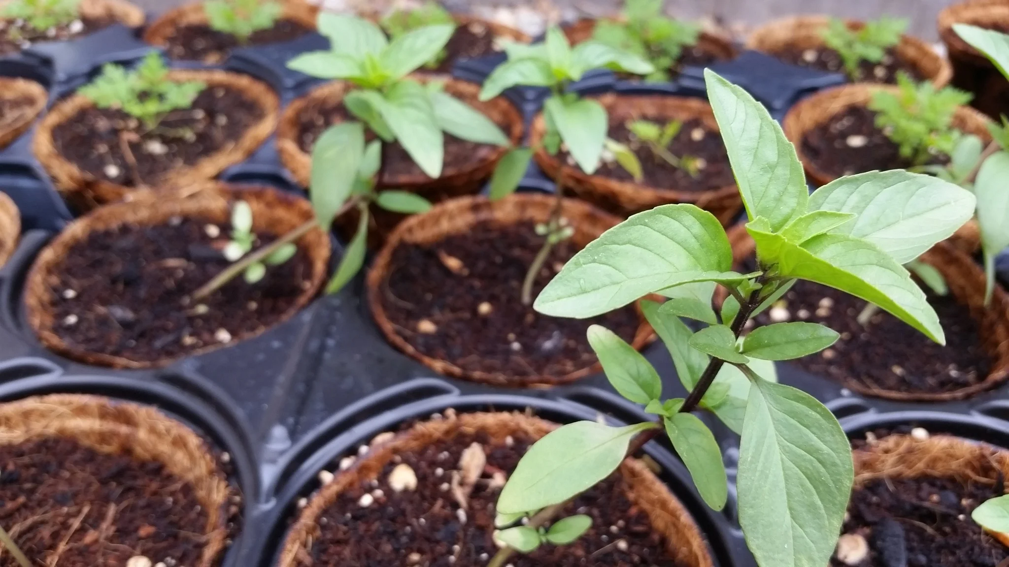 EARTH WEEK PLANT SALE